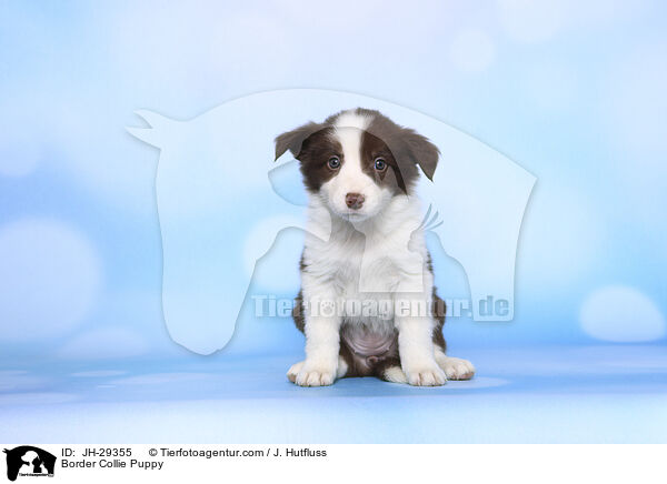 Border Collie Welpe / Border Collie Puppy / JH-29355