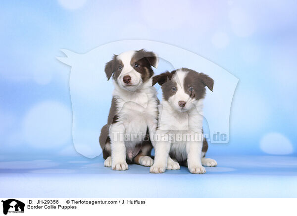 Border Collie Welpen / Border Collie Puppies / JH-29356