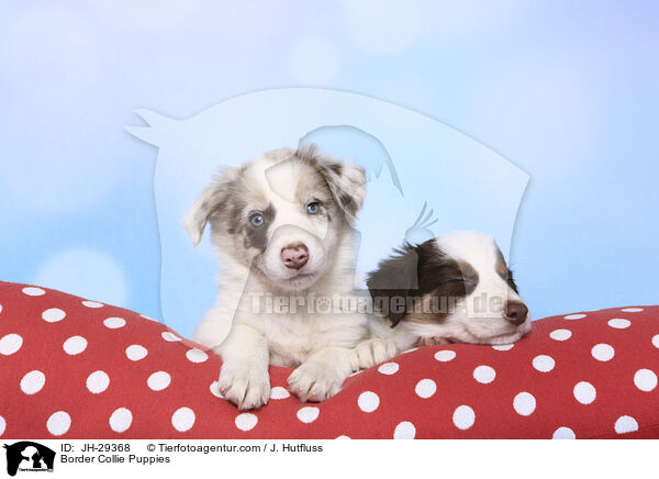 Border Collie Welpen / Border Collie Puppies / JH-29368