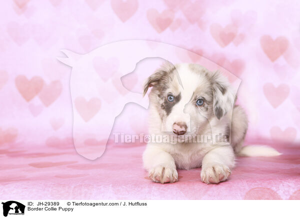 Border Collie Welpe / Border Collie Puppy / JH-29389