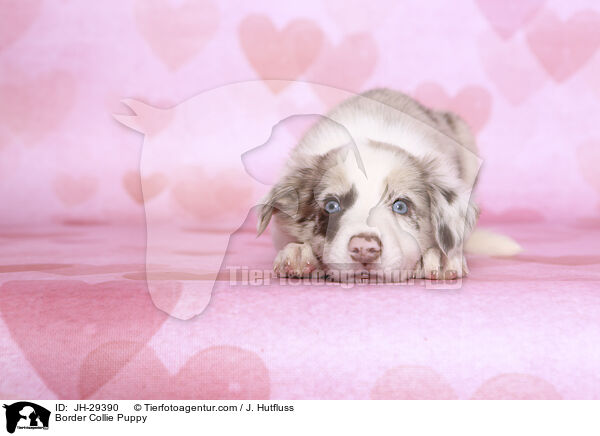 Border Collie Welpe / Border Collie Puppy / JH-29390