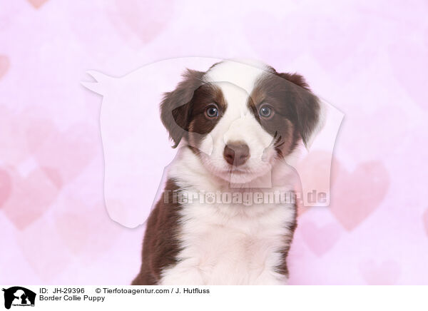 Border Collie Welpe / Border Collie Puppy / JH-29396