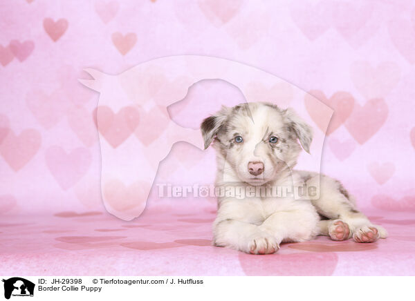 Border Collie Welpe / Border Collie Puppy / JH-29398