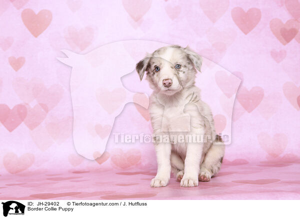 Border Collie Welpe / Border Collie Puppy / JH-29402