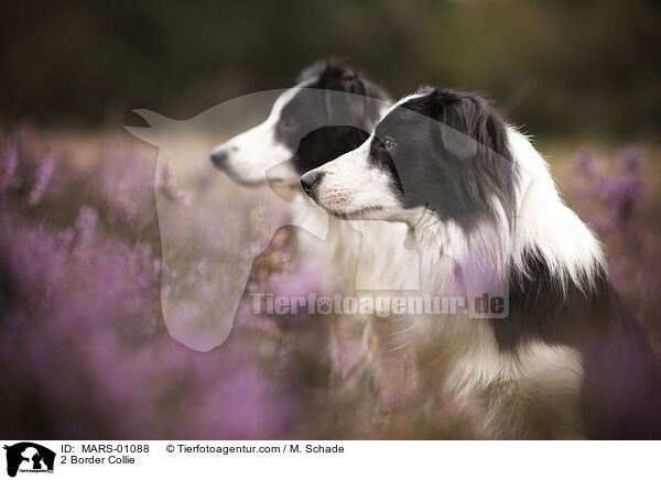 2 Border Collie / 2 Border Collie / MARS-01088