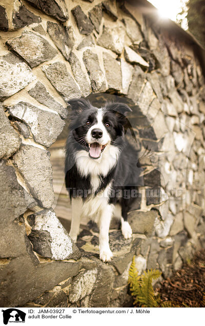 ausgewachsener Border Collie / adult Border Collie / JAM-03927