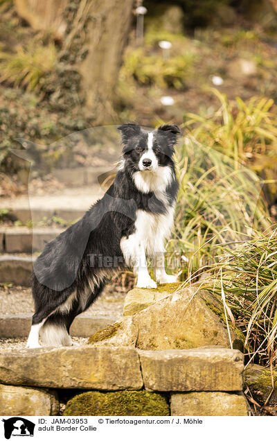 ausgewachsener Border Collie / adult Border Collie / JAM-03953