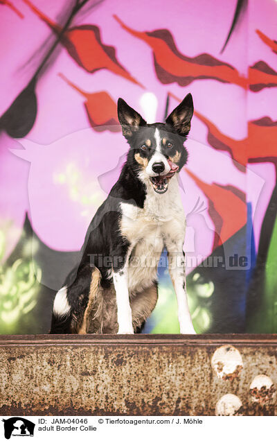 ausgewachsener Border Collie / adult Border Collie / JAM-04046