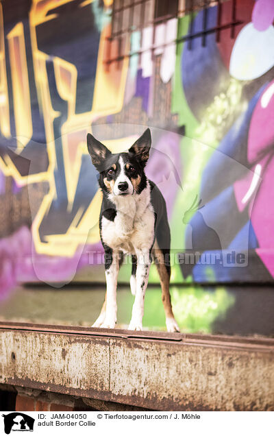 ausgewachsener Border Collie / adult Border Collie / JAM-04050