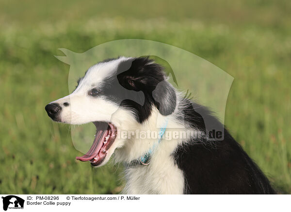 Border Collie Welpe / Border Collie puppy / PM-08296