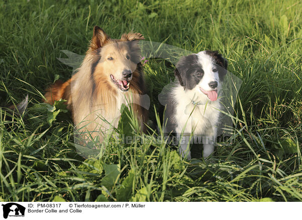 Border Collie und Collie / Border Collie and Collie / PM-08317