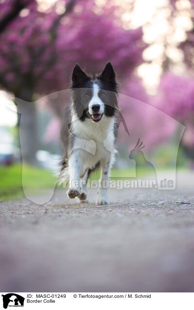 Border Collie / Border Collie / MASC-01249