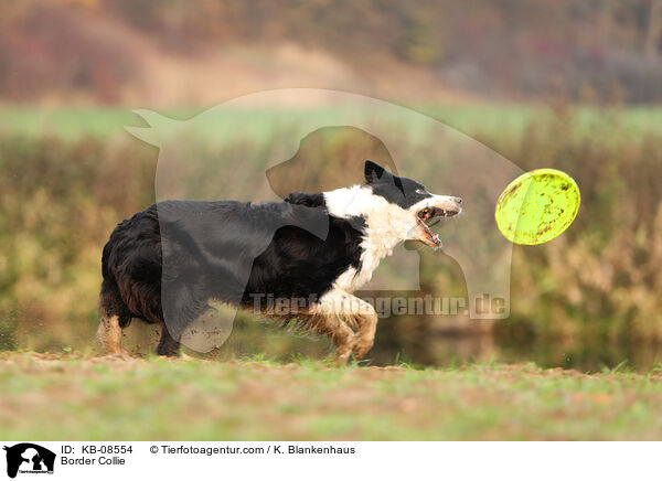 Border Collie / Border Collie / KB-08554