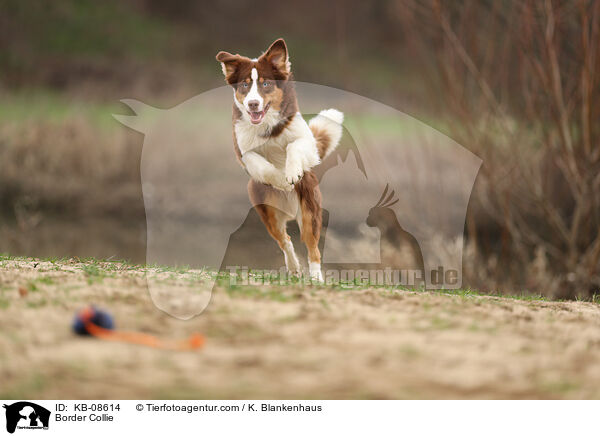 Border Collie / Border Collie / KB-08614