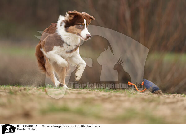 Border Collie / Border Collie / KB-08631