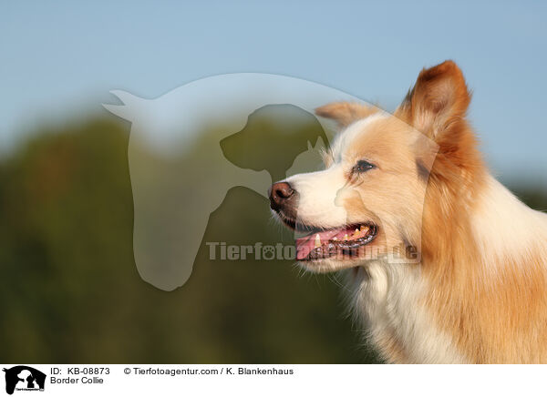 Border Collie / Border Collie / KB-08873