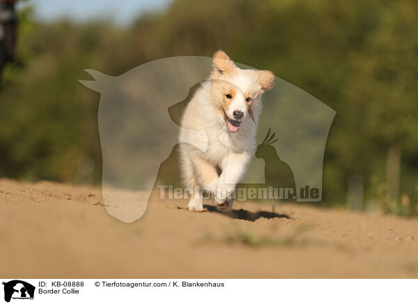 Border Collie / Border Collie / KB-08888