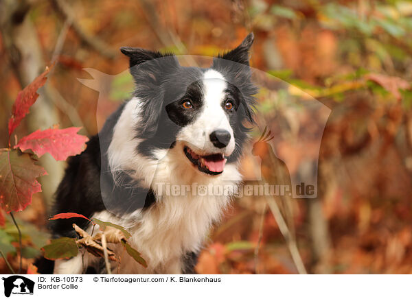 Border Collie / Border Collie / KB-10573