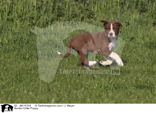 Border Collie Welpe / Border Collie Puppy / JM-14702