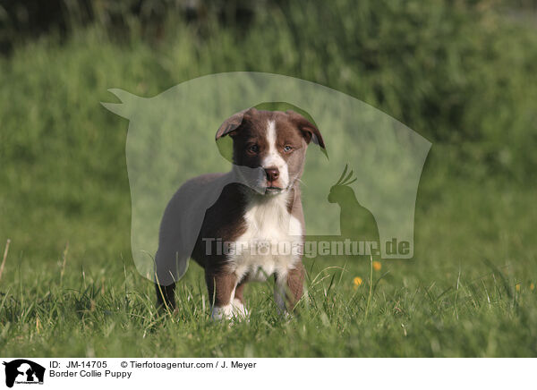 Border Collie Welpe / Border Collie Puppy / JM-14705