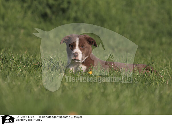 Border Collie Welpe / Border Collie Puppy / JM-14706