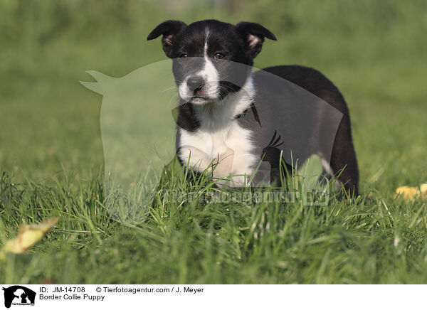 Border Collie Welpe / Border Collie Puppy / JM-14708