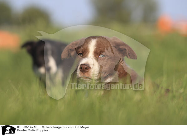 Border Collie Welpen / Border Collie Puppies / JM-14710