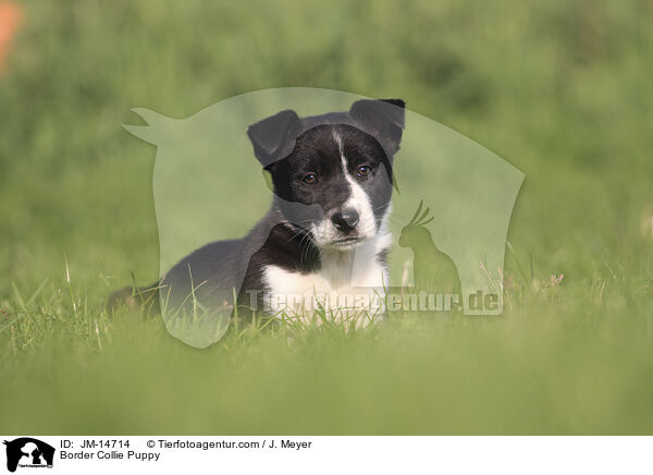 Border Collie Welpe / Border Collie Puppy / JM-14714