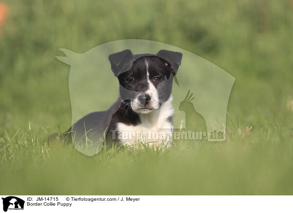 Border Collie Welpe / Border Collie Puppy / JM-14715