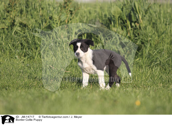 Border Collie Welpe / Border Collie Puppy / JM-14717