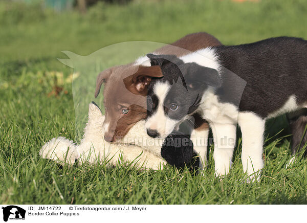 Border Collie Welpen / Border Collie Puppies / JM-14722