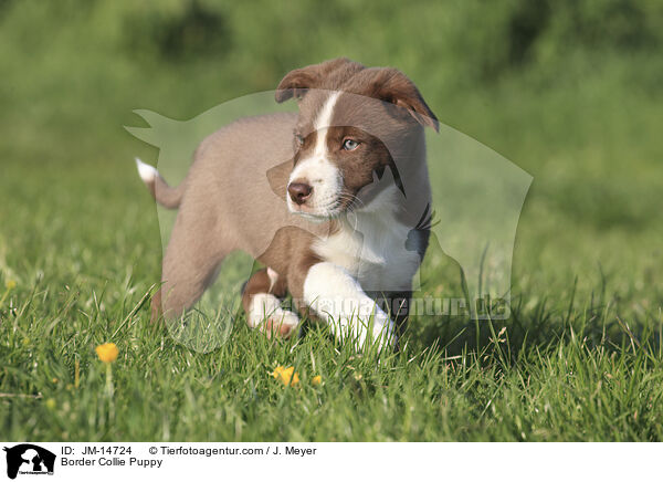 Border Collie Welpe / Border Collie Puppy / JM-14724