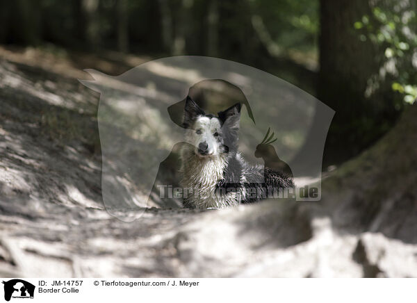 Border Collie / Border Collie / JM-14757