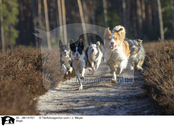 Hunde / dogs / JM-14761