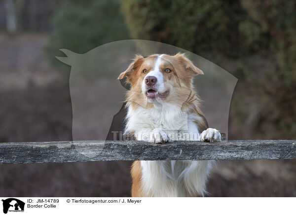 Border Collie / JM-14789