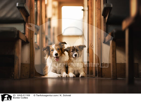 Border Collies / Border Collies / KAS-01169