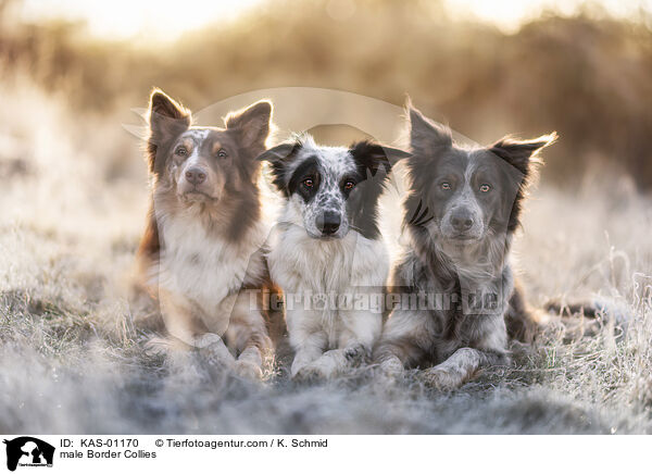 Border Collie Rden / male Border Collies / KAS-01170