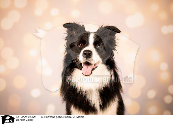 Border Collie / Border Collie / JAM-04321