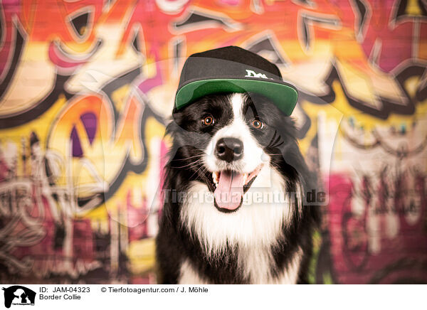 Border Collie / Border Collie / JAM-04323