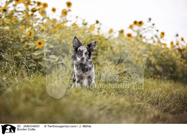 Border Collie / Border Collie / JAM-04800