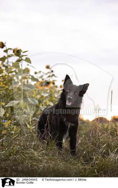 Border Collie / Border Collie / JAM-04845