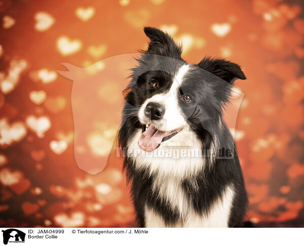 Border Collie / Border Collie / JAM-04999