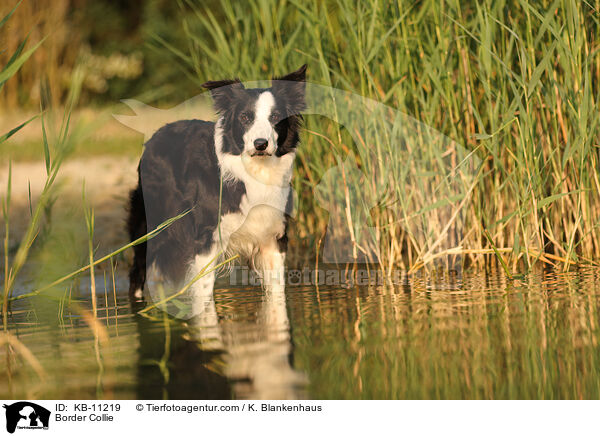 Border Collie / Border Collie / KB-11219