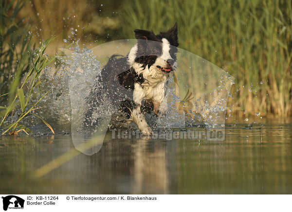 Border Collie / Border Collie / KB-11264