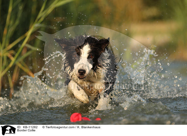 Border Collie / Border Collie / KB-11282