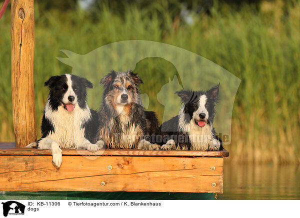 Hunde / dogs / KB-11306