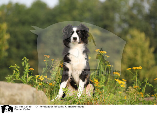 Border Collie / Border Collie / KB-12485