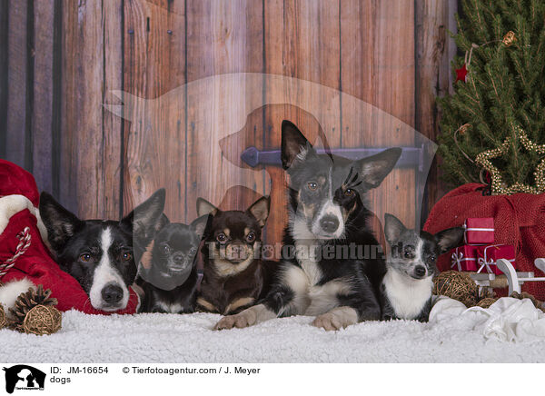 Hunde / dogs / JM-16654