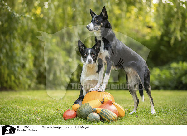 Border Collies / Border Collies / JM-17305