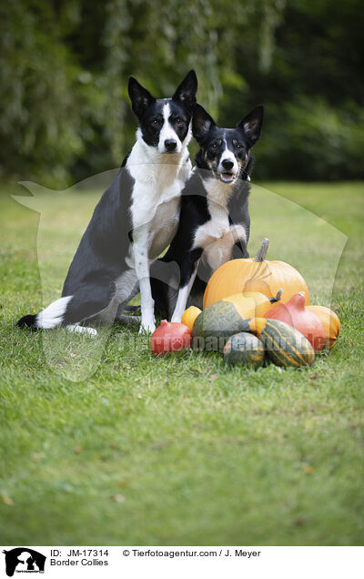 Border Collies / Border Collies / JM-17314